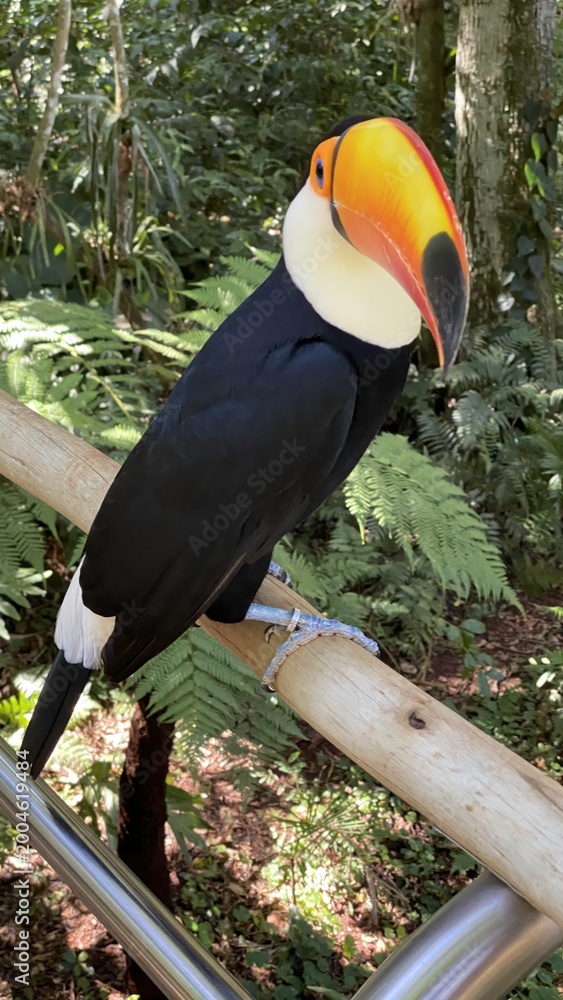 Fototapeta premium Bright toucan perched on a wooden rail in a lush Brazilian rainforest during a sunny day in summer