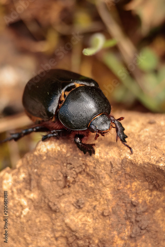 bug on a leaf