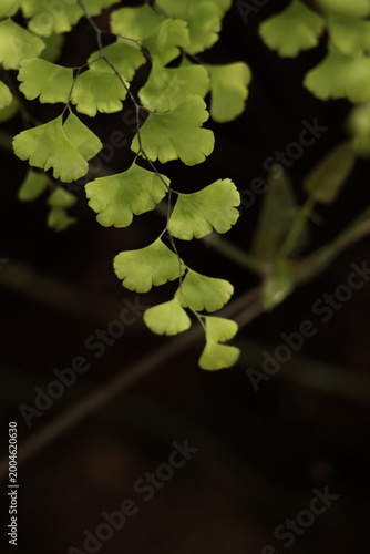 green leaves on the water
