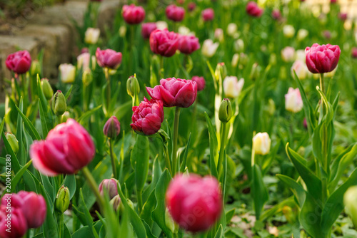 Red tulips blooming in garden shallow depth of field spring floral background