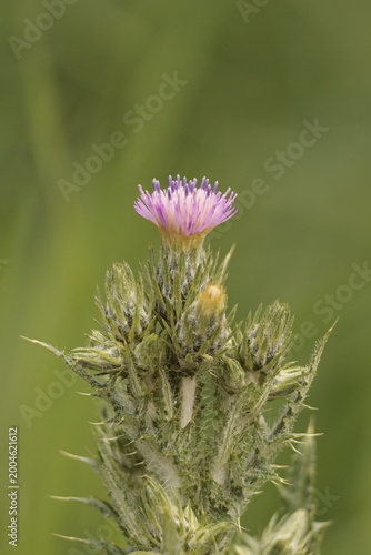 flower of a thistle