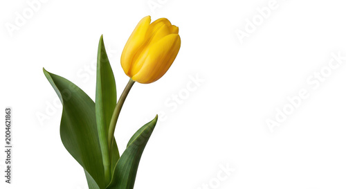 Beautiful yellow tulip flower with green leaves isolated on transparent background transparent background