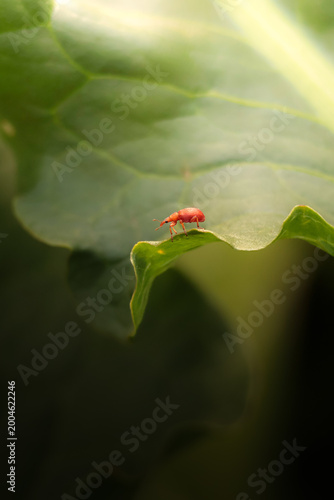 bug on a leaf /pion frumentarium
