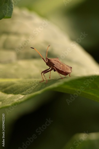 green shield bug