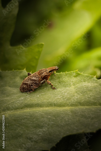 cleonis pigra on a leaf