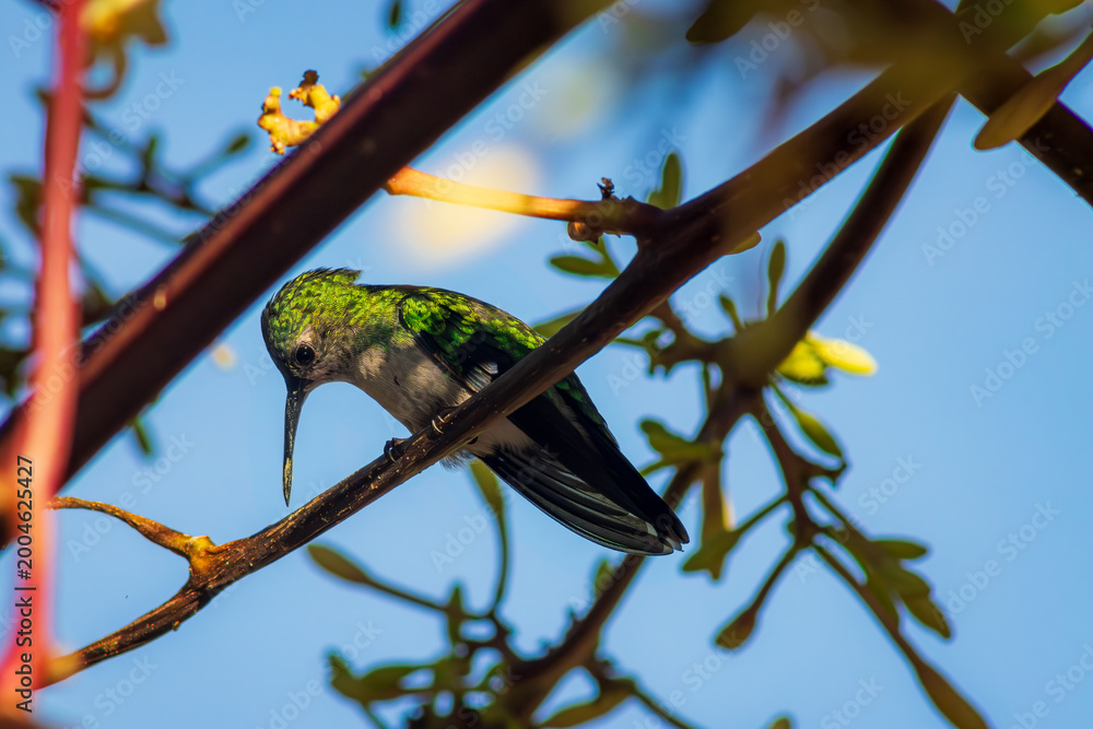 Obraz premium Emerald green with white belly humming bird seen in the Atlantic Forest of Rio de Janeiro, Brazil, problably a Versicolor Emerald.