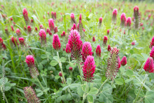 Фотография group of crimson clover growing in green meadow in springtime