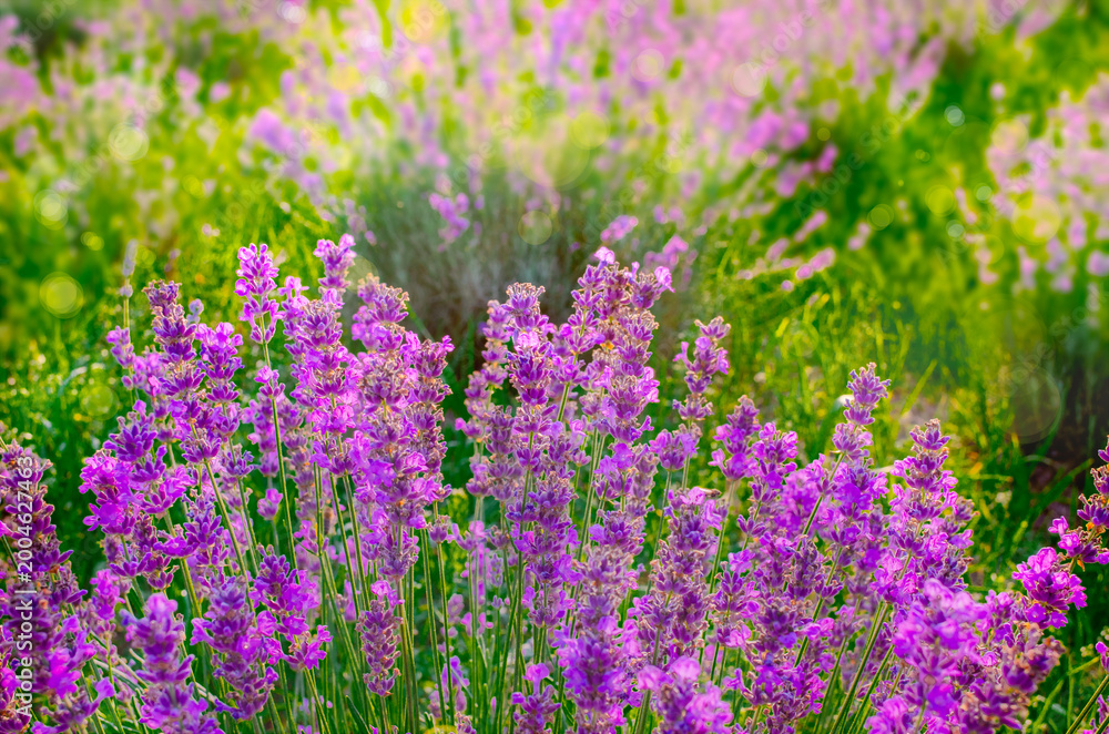 Obraz premium Side view photo of lavender flowers in a summer field with soft blurred background. Natural floral scene with bokeh effect, perfect for nature, wellness, aromatherapy and seasonal designs. Copy space