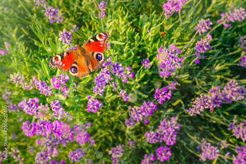 Top view photo of peacock butterfly on lavender flowers with soft defocused background and light summer bokeh with sunlight highlights. Natural scene perfect for nature, pollination and garden themes.