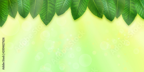 Top wide border of fresh lemon leaves Spring summer background Sunlight rays soft bokeh in green yellow tones Bright natural composition Copy space for text or design, perfect for seasonal eco visuals