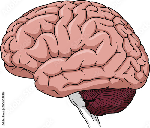 Quadro su tela Human brain side view detailed illustration with cerebrum and cerebellum in pink