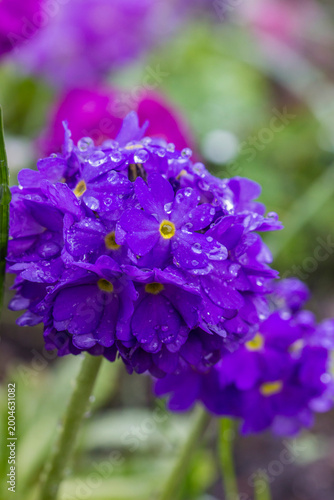 Primula purple close-up of a flower in the rain with raindrops on a blurred background. macro photo
