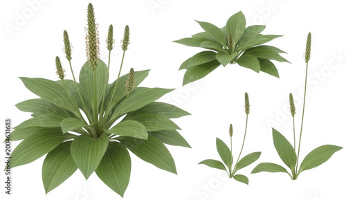 Green plantain png Broadleaf herb cutout Medicinal plantago png Wild weed cutout Natural foliage png Organic leaf cutout Botanical greenery png Herbal flora isolated transparent background image