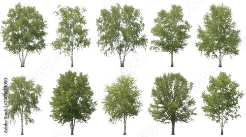 Green birch png White trunk cutout Deciduous tree png Leafy plant cutout Forest flora png Summer foliage cutout Tall betula png Silver birch cutout Natural isolated transparent background image