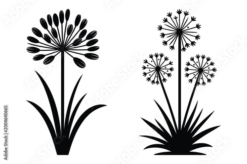 Silhouette set of agapanthus and ornamental allium garden flowers with botanical