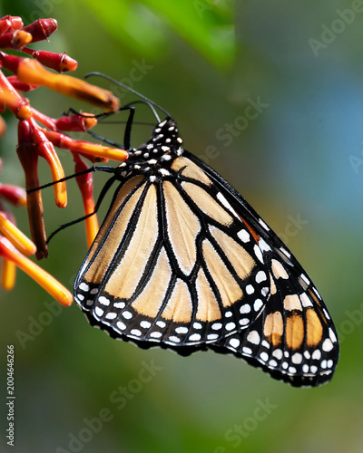 Monarch butterfly with yellowish orange, black, and white markings is feeding on nectar from the red and orange flowers of a firebush tree against a blurred green background.