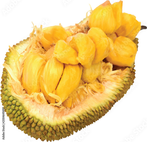 Bilde på lerret Fresh ripe jackfruit cut open showing yellow fruit bulbs