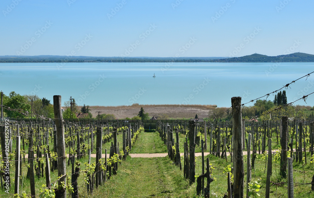 Obraz premium Vineyard rows, leading to Lake Balaton from Folly Arboretum, Hungary.