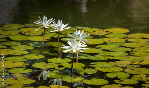 A peaceful, natural aquatic landscape. Nymphaea alba white water lily flowers floating 
