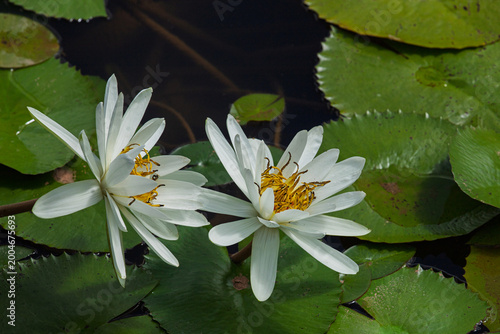 Serene close-up of beautiful white water lilies (Nymphaea alba) in full bloom