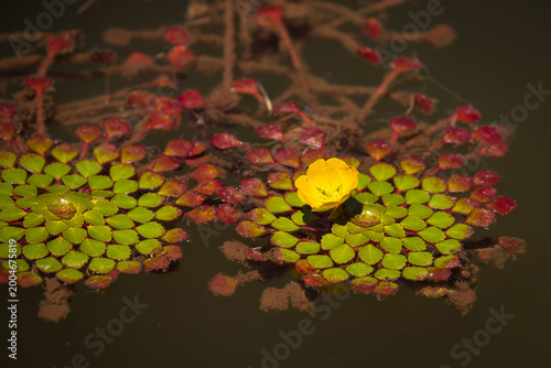 Top-down view of the intricate, diamond-shaped leaf rosettes of a Mosaic Plant (Ludwigia Sedoides) floating on calm water. A perfect example of natural fractals and symmetry.