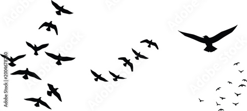 Photography Flying bird silhouettes flock perspective isolated on white background near and