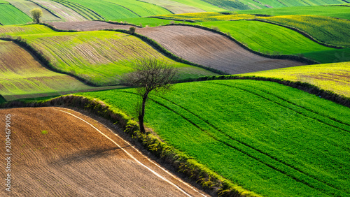 Green fields and rolling hills with one tree under bright sunlight in a farming area during springtime, Roztocze. Poland. Europe.