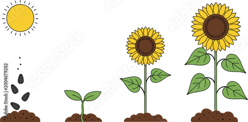 Photos Flat Vector Sunflower Growth Cycle Illustration Showing Seed Sprout And Blooming