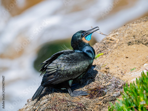 Obraz na płótnie Brandt's cormorant displaying bright blue throat patch on coastal cliff in Santa