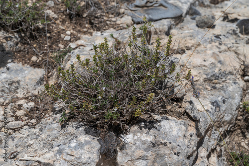 A close-up of Satureja montana growing among limestone rocks in a Mediterranean habitat. Photo taken in Parque natural Hoces del río Duratón, Segovia, Spain.