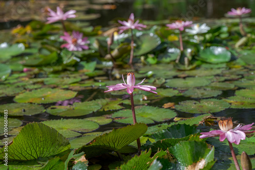 A tranquil pond scene featuring pink water lilies in bloom, their delicate petals floating on calm water, surrounded by green leaves and soft natural reflections