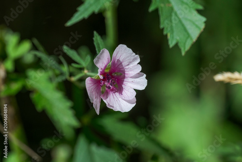 Close-up of Althaea cannabina, a wild Mediterranean mallow with pale pink petals and darker center. Photo taken in Parque natural Hoces del río Duratón, Segovia, Spain