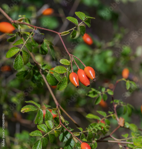 Close-up of ripe rose hips of Rosa micrantha hanging from a branch, showing orange and red fruits with green leaves. Photo taken in Parque natural Hoces del río Duratón, Segovia, Spain
