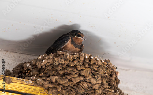 Young barn swallow chick resting in a mud nest under a roof, showing early plumage and natural textures in a close-up wildlife scene