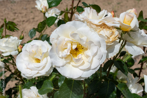 Schilderij op canvas Hermosas rosas blancas de jardín en plena floración bajo la luz del sol de primavera