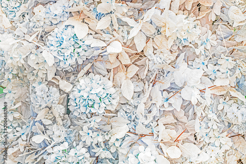 Fototapeta premium A delicate festive floral tone of light blue shades.
