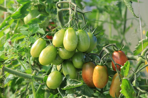 tomatoes in a greenhouse