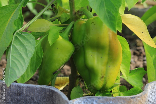 peppers grow in a bed in a greenhouse