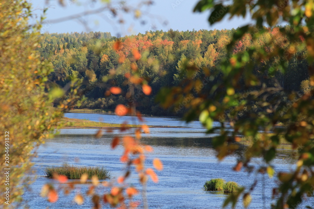 Obraz premium a river in an autumn forest