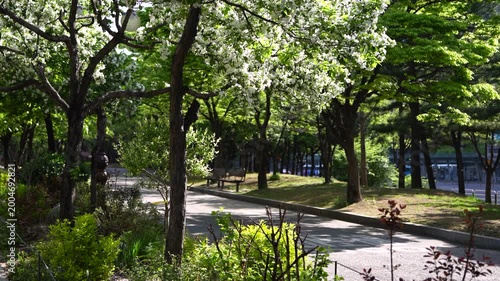 White Blossoming Trees Along a Spring Park Pathway with a Bench and Green Foliage