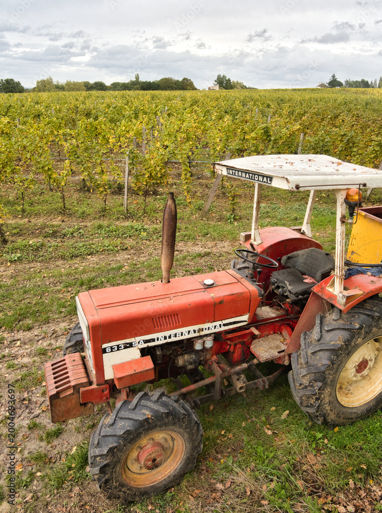 Obraz premium Vineyard with old red tractor in autumn - An old red tractor stands ready for harvest in a lush vineyard with green leaves and grapevines under a cloudy autumn sky.