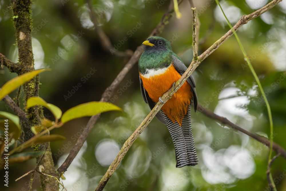 Naklejka premium Collared trogon perched on a branch