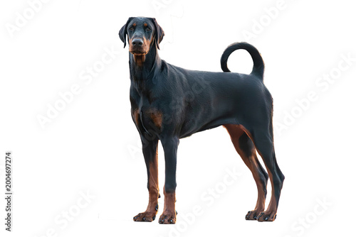 Fotografie A high-performance Doberman Pinscher doberman, dog and a majestic Great Dane gre