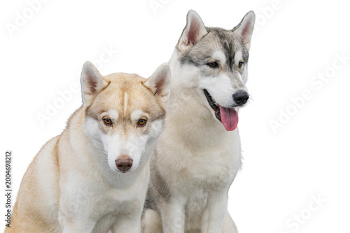 Schilderij op canvas Two Siberian Huskies, one cream and one white, closely positioned, facing left B
