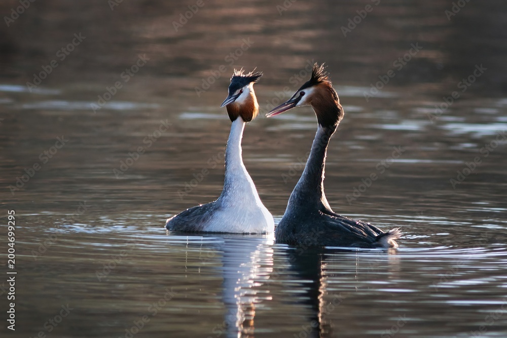 Fototapeta premium great crested grebe