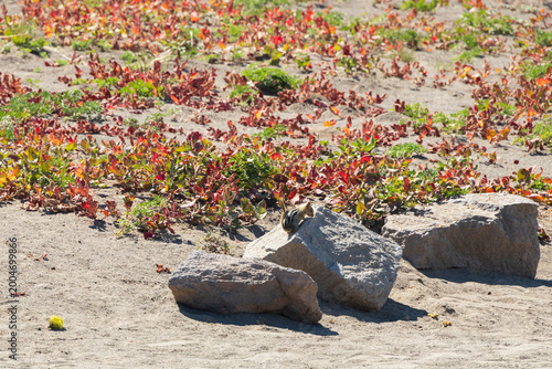 Chipmunk on a rock with red flowers in background