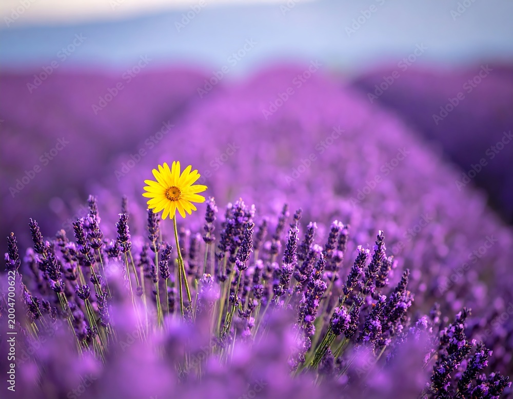 Obraz premium Lone yellow flower in vibrant lavender field