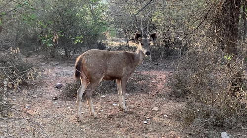 Deer in Ranthambore National Park, India