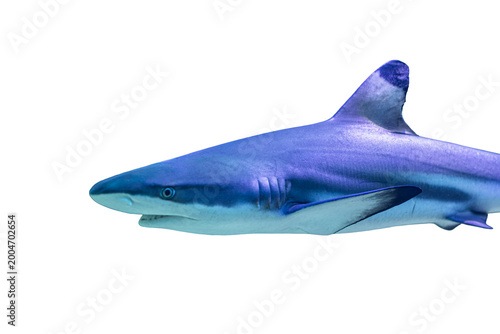 Turquoise shark model on transparent background, swimming motion, gradient light blue to darker hue, gills, clear eyes, studio photograph with artistic touch