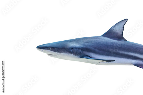 Photos Transparent background, marine life scene, shark, blue-gray hues, extended fins,